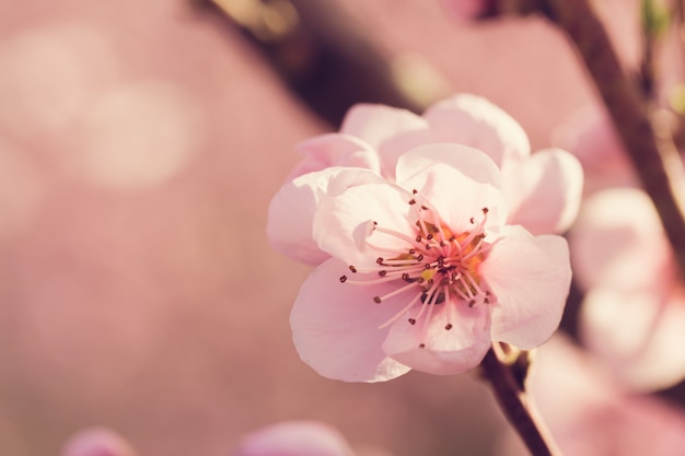 ピンクの花と春の木