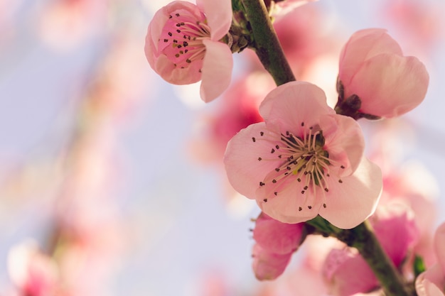 Spring tree with pink flowers