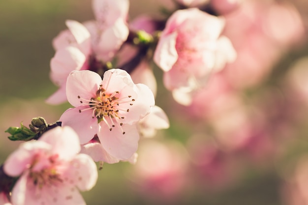 ピンクの花と春の木