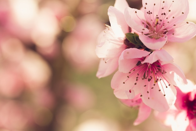 ピンクの花と春の木