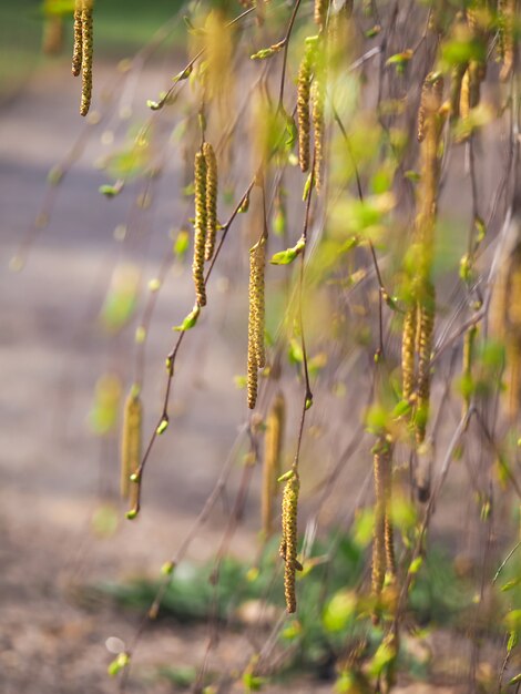 Spring tree with young leaves