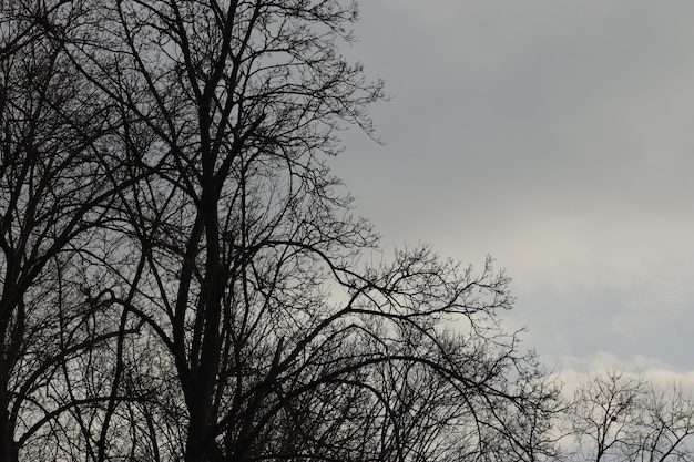 青い空とふわふわの白い雲の葉のない春の木