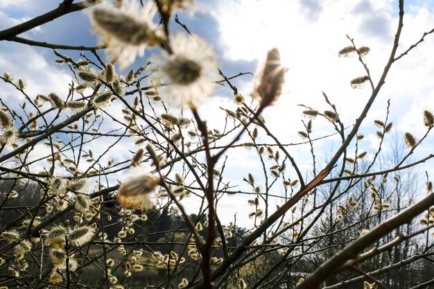 Gli alberi primaverili si riflettono nel lago contro il cielo blu. ramoscelli sboccianti di pasqua del salice. foto di alta qualità