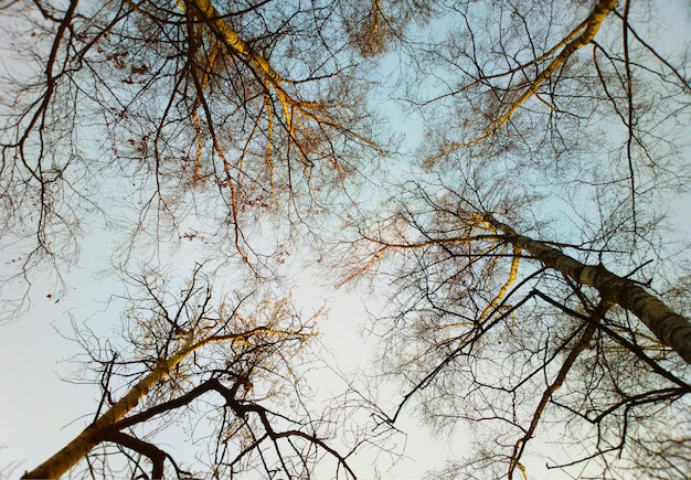 Весенние деревья, глядя на фон неба