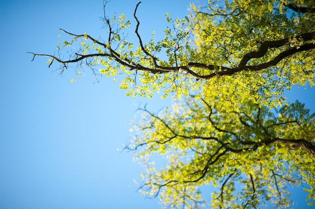 Photo spring trees