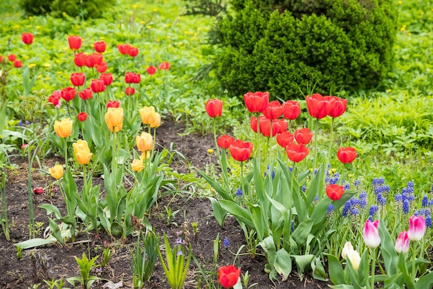 春のチューリップ畑の背景フラワーガーデン 5 月の日当たりの良い公園の自然植物新鮮な緑の芽をクローズアップ球根が成長する日の日光の輝き植物公園の色とりどりに咲くチューリップのフィールド