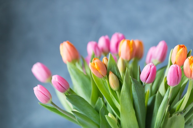 Photo spring tulip flowers on grey wall. greeting card. copy space. free space. postcard.