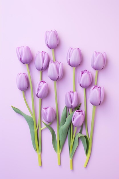 Spring tulip flowers on lavender background top view in flat lay style ar 23 v 52 Job ID ce924b96429545cbbb1a562d32c1b0d6