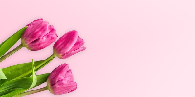 Spring tulip flowers on pastel pink background from above