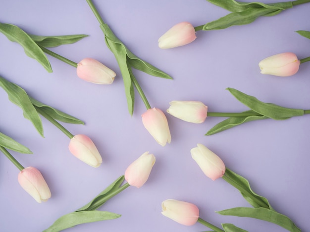 Spring tulip flowers on purple background top view in flat lay style. 