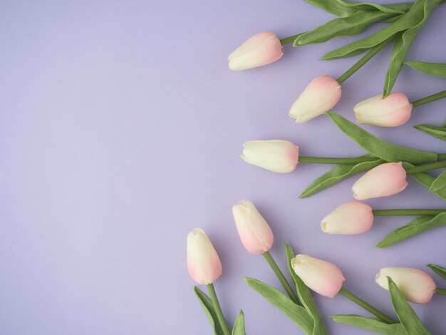 평면 누워 스타일에 보라색 배경 평면도에 봄 튤립 꽃.