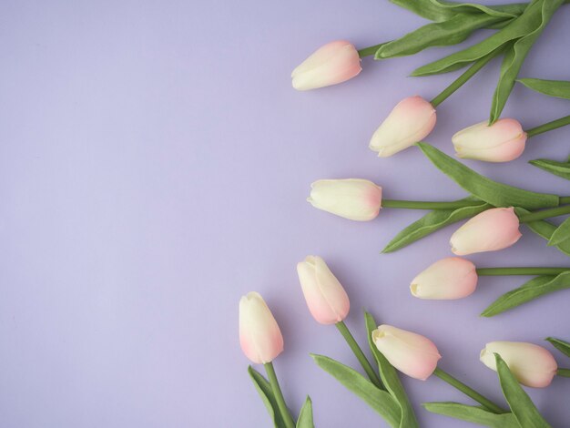 Spring tulip flowers on purple background top view in flat lay style.