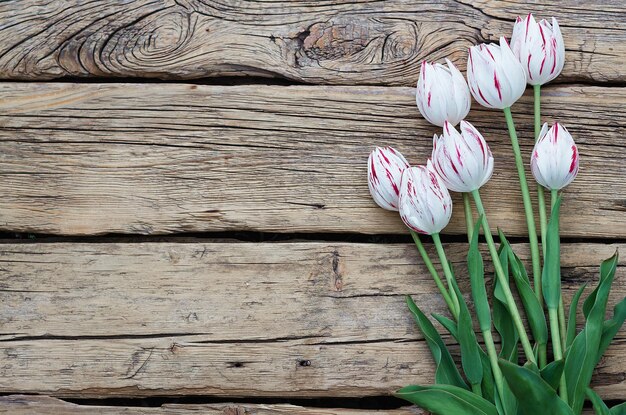 Spring tulip on wooden background. Copy space