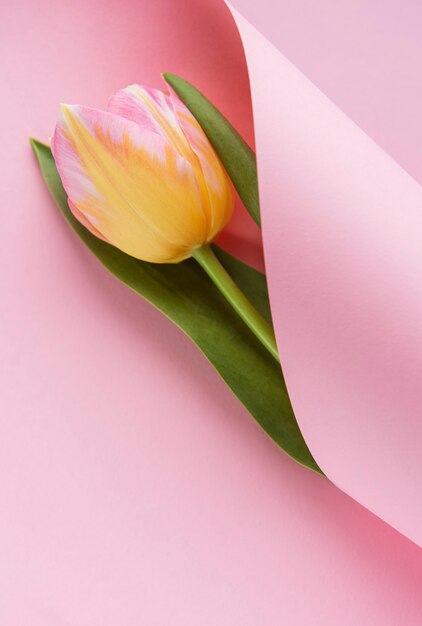 Spring tulip wrapped in pink paper