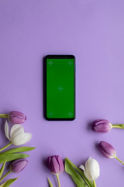 Spring tulips and mobile phone with green screen on violet background