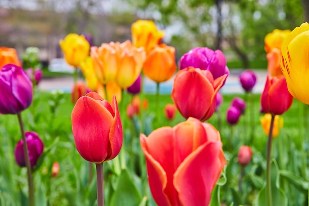 Spring tulips up close with all colors