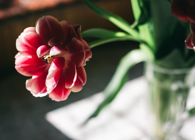 Spring tulips in a vase on a table illuminated by the sun