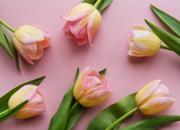 Spring tulpen op een roze achtergrond
