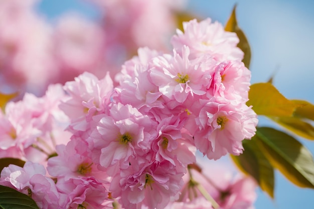 Spring turned trees into the pink blossom beautiful pink sakura flowers are blossoming on the tree