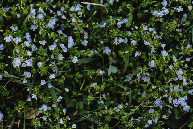 Foto in primavera veronica chamaedrys fiorisce allo stato selvatico foto di alta qualità