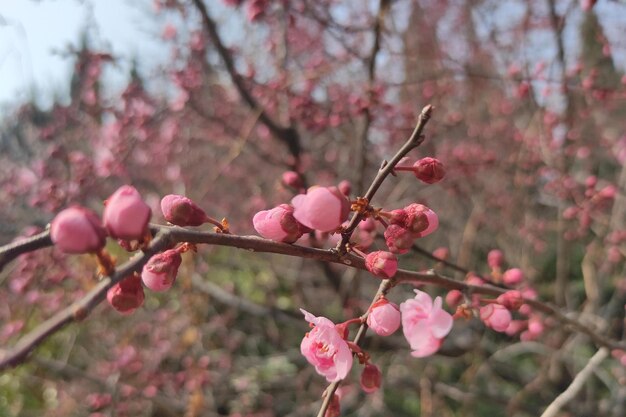 spring view flowers leaf beauty