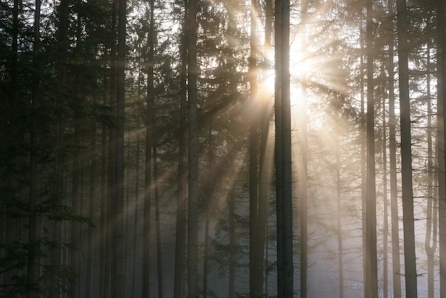 Spring view with sun rays in foggy forest