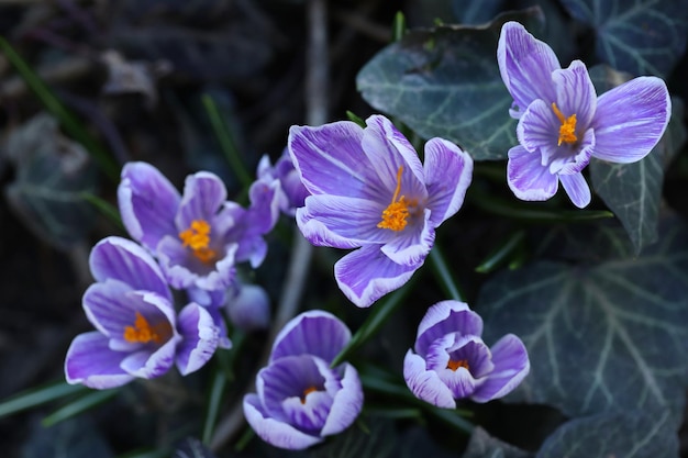 spring violet crocuses