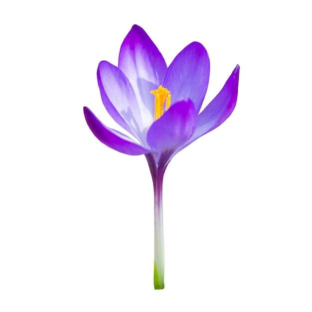 白い背景に分離された春紫の花クロッカス、スタジオマクロ撮影