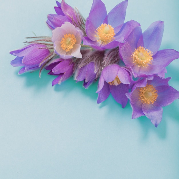 Spring violet flowers on  blue  paper  background