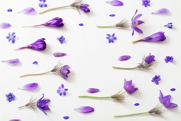 Spring violet flowers on a white space