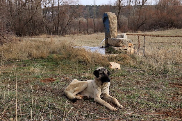 Acqua di sorgente che scorre da una fontana di montagna cane sdraiato sul prato