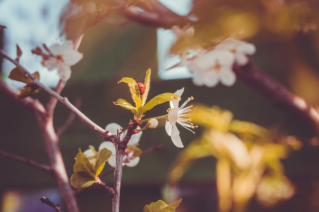 Spring White Blooming Trees Retro