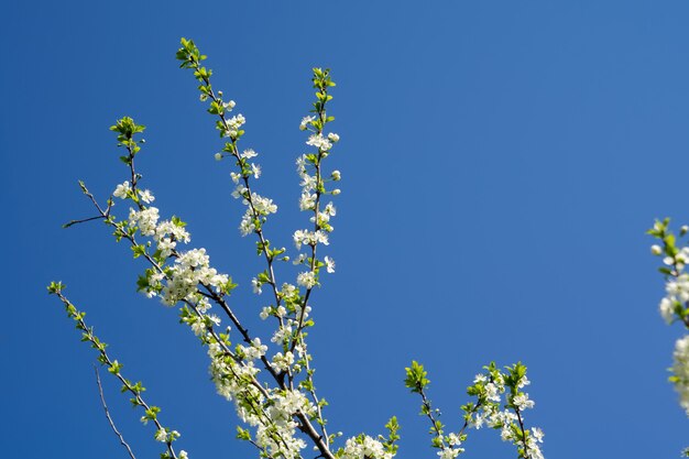 Spring White Blooming Trees