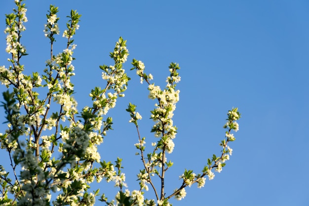 Spring White Blooming Trees