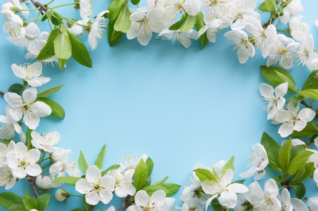 Spring white blossom branches as border on blue.  View from above, flat lay.