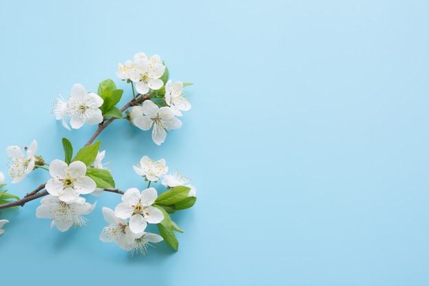 Spring white blossom branches on blue.