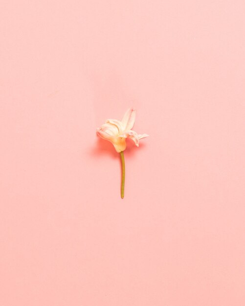 Spring white blossom flower on a pink surface. Flat lay, top view. Minimalist concept