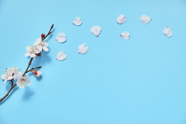 Весенняя белая ветка сакуры с летающими лепестками на пастельно-голубой поверхности
