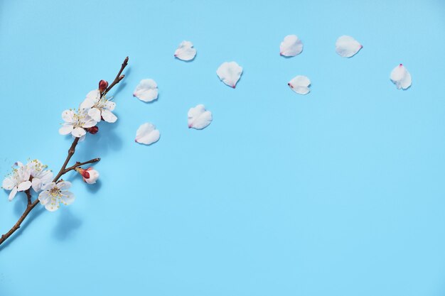 Spring white cherry blossom branch with flying petals on pastel blue surface