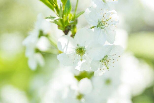 Spring white cherry blossoms in the green garden