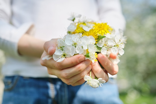 Spring white flowers of cherry and yellow dandelions in hands of girl