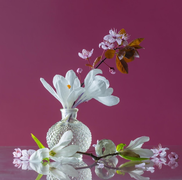 spring white flowers in glass vase on pink background