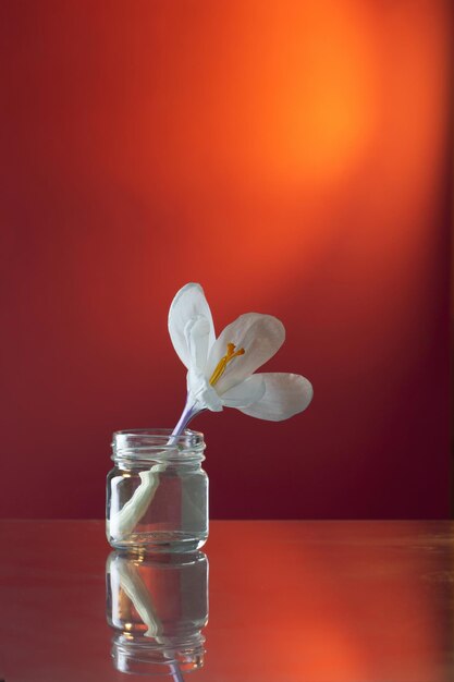 Photo spring white flowers in glass vase on pink background