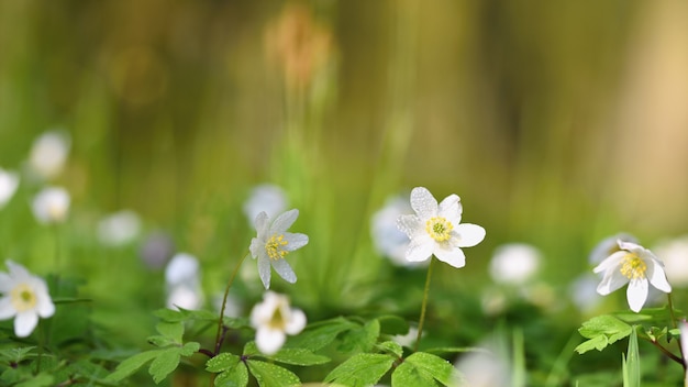 草の春の白い花アネモネ（Isopyrum thalictroides）