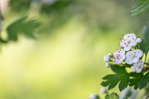 サンザシの白い春の花