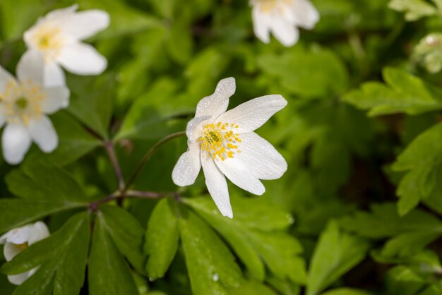 Spring white flowers sprouting in the forest