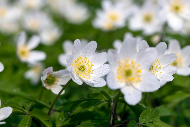 森に芽生える春の白い花
