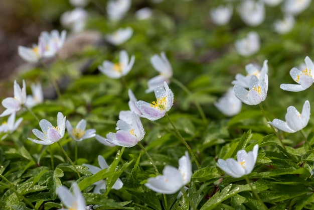 Spring white flowers sprouting in the forest