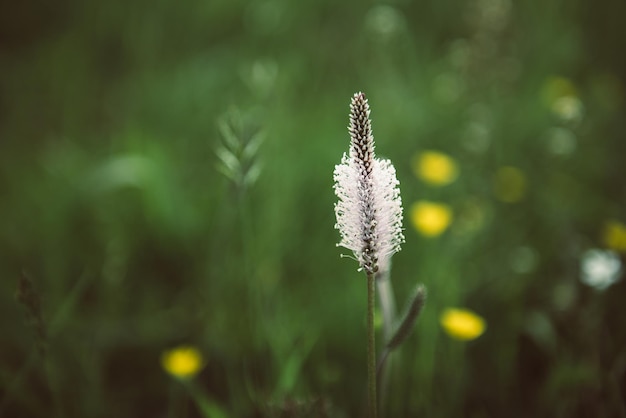 Spring white flowers