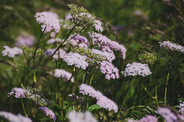 Spring white flowers